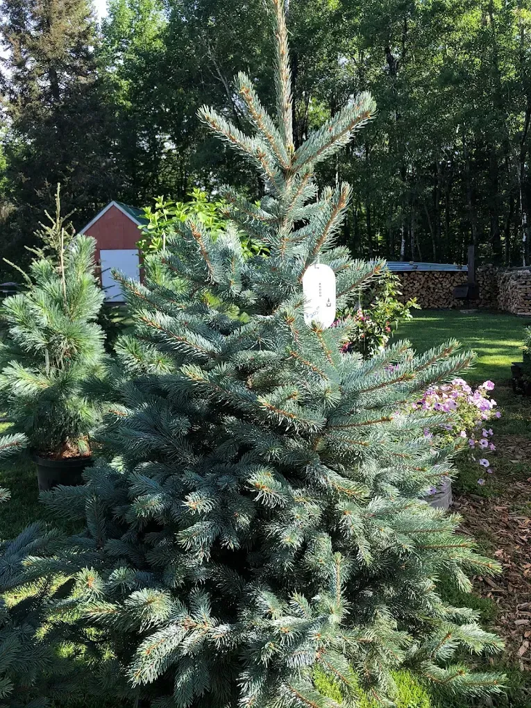 Young evergreen tree in a garden, decorated with a small white ornament, with flowers and a shed in the background