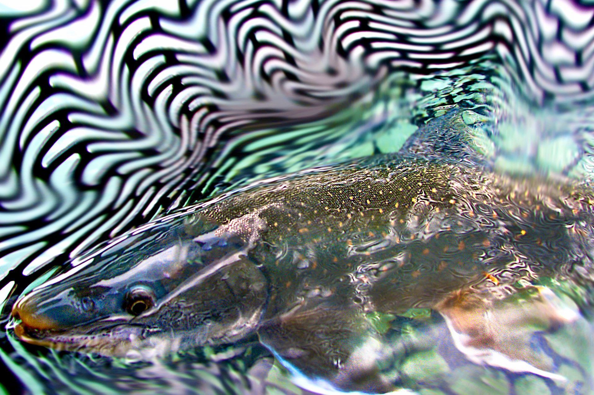 A dark, spotted trout swims in clear water, captured against a distorted, wavy black and white background.