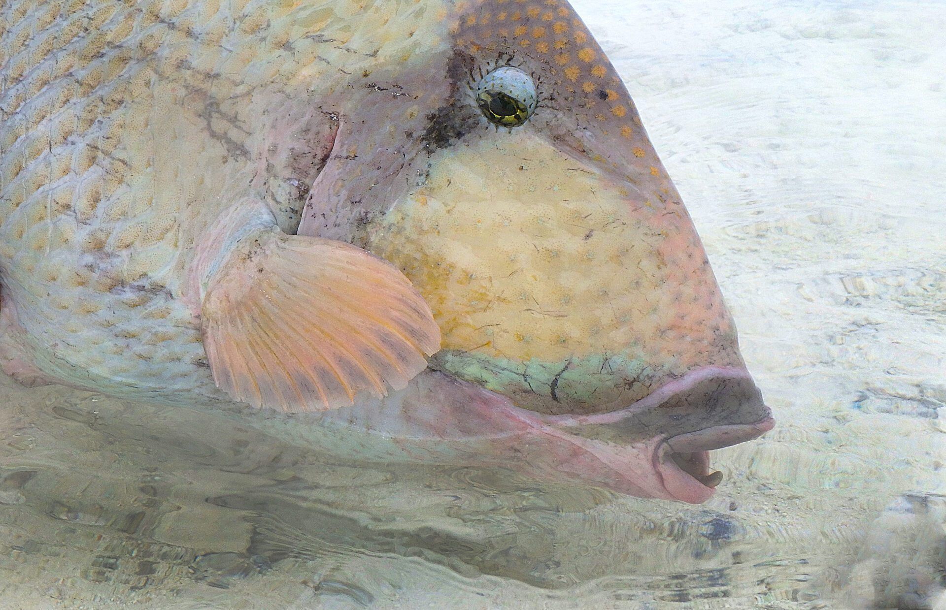 A close-up of a triggerfish showing its distinct snout, eye, and pectoral fin, resting in shallow, clear, sandy water.