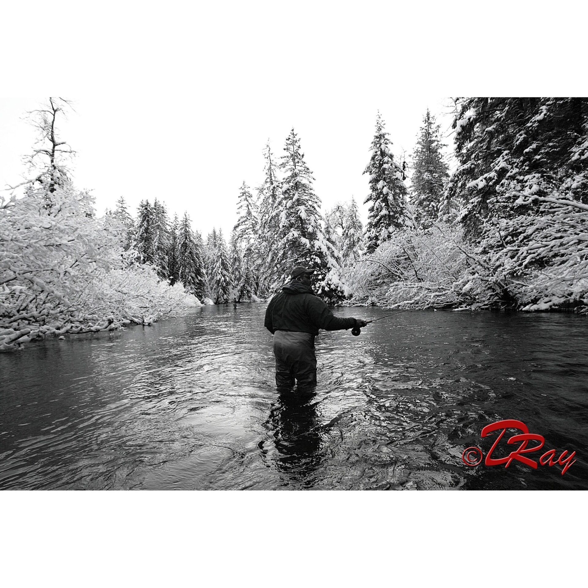 A person fly-fishing in a river surrounded by snow-covered trees in a black and white landscape.