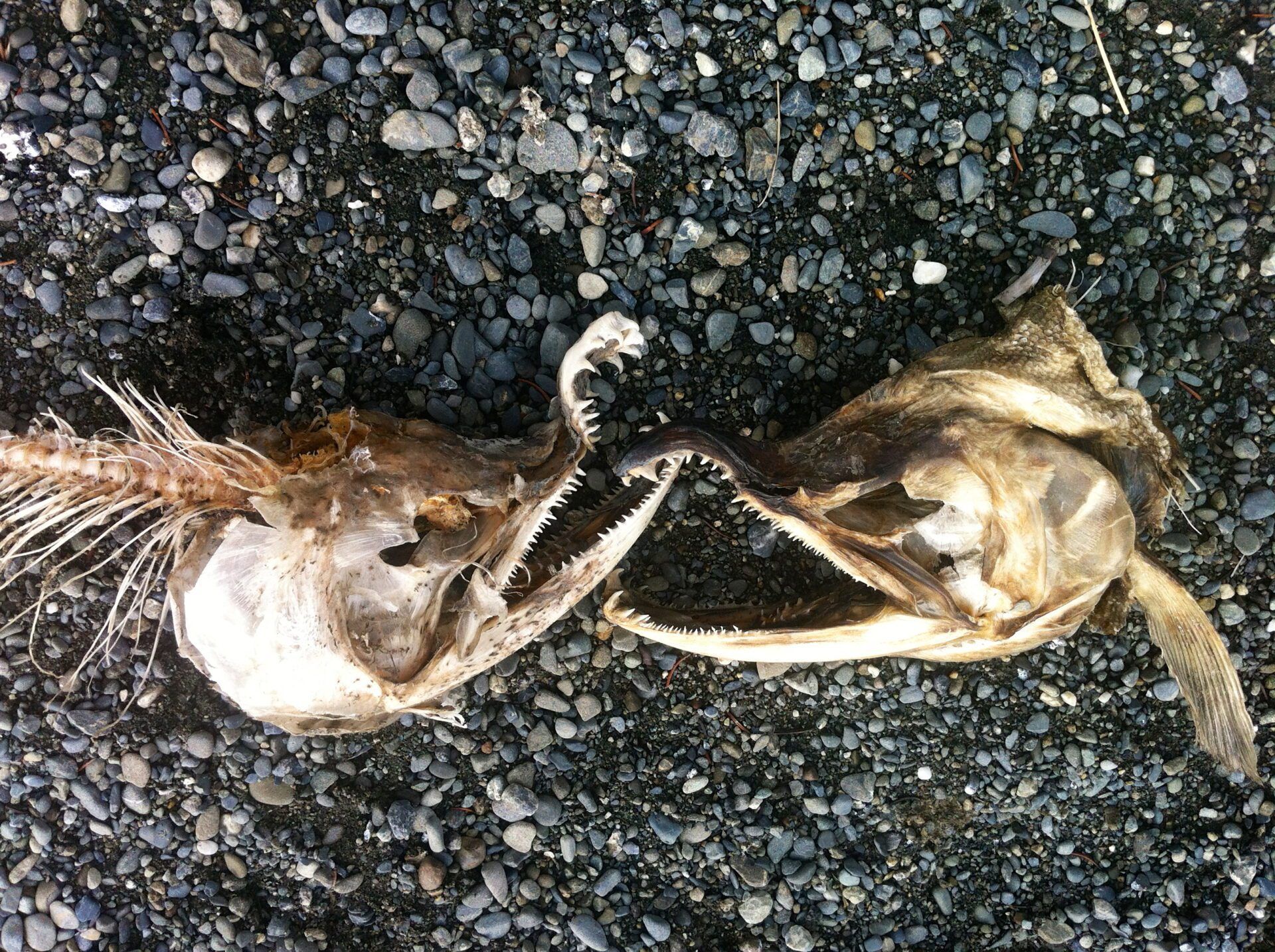 Two dried, skeletal fish heads lie facing each other on a bed of dark, small river stones.