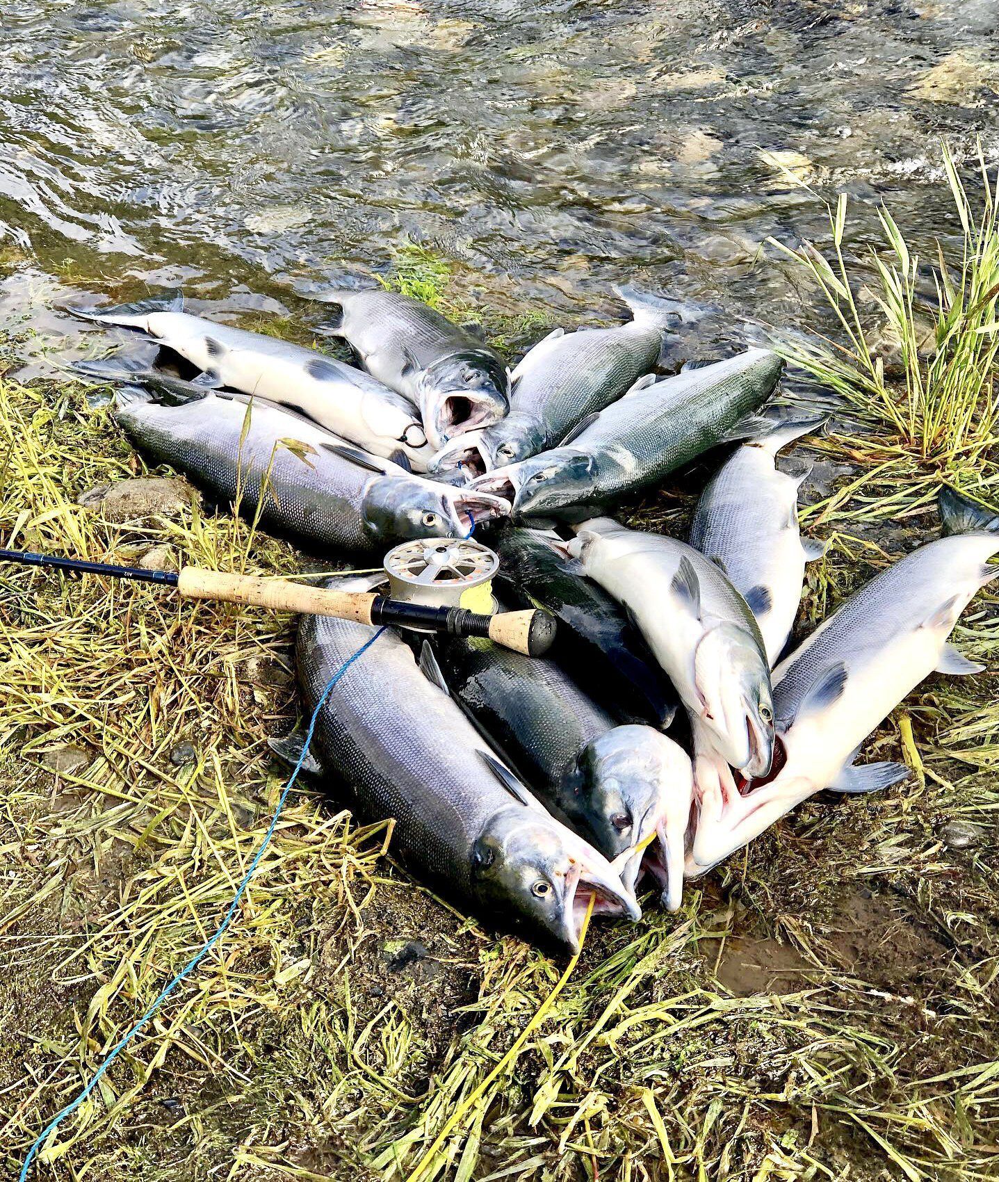 A pile of several silvery salmon resting on grassy riverbank next to a fly fishing rod and reel.