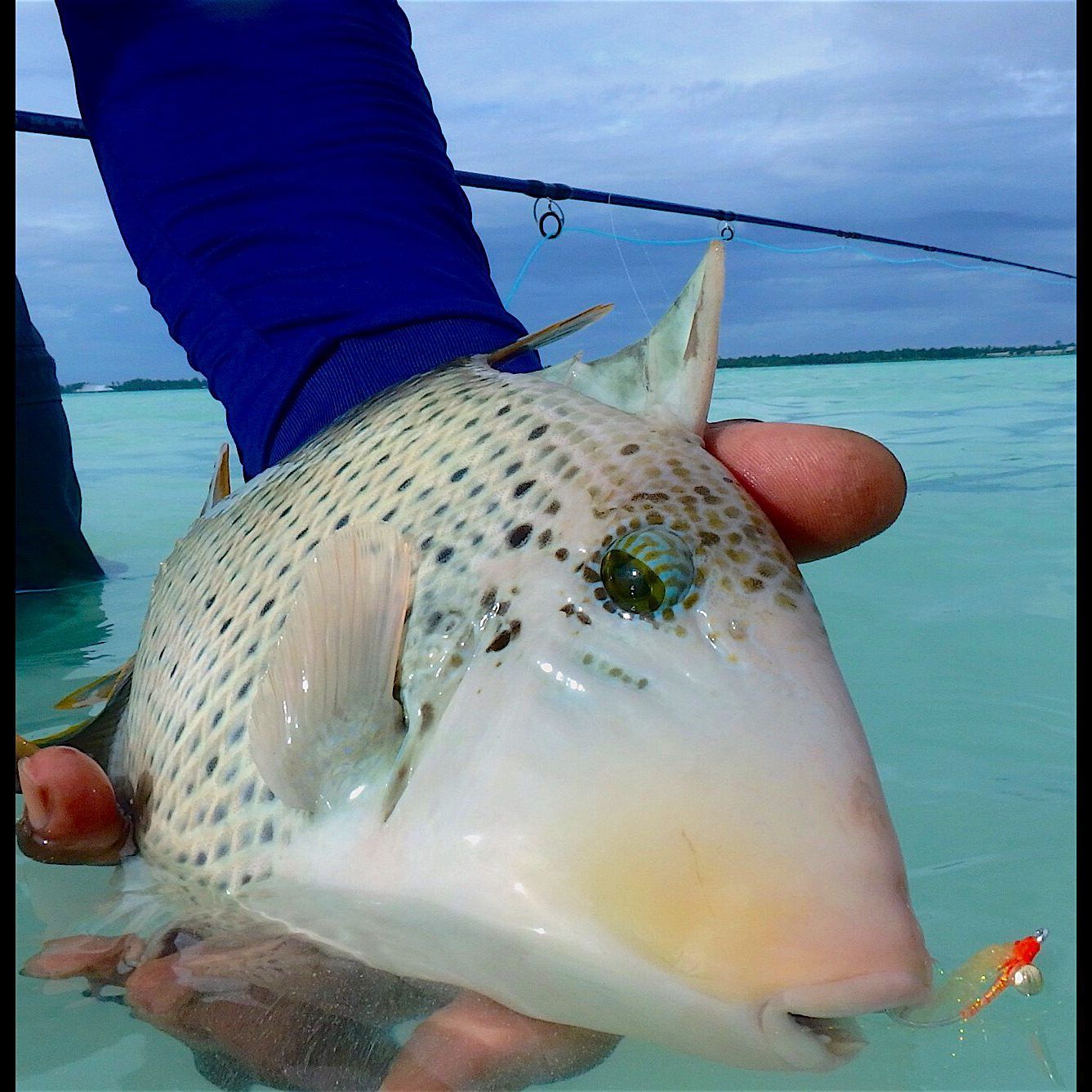 A close-up view of a person holding a spotted triggerfish in turquoise water with a fishing lure visible.