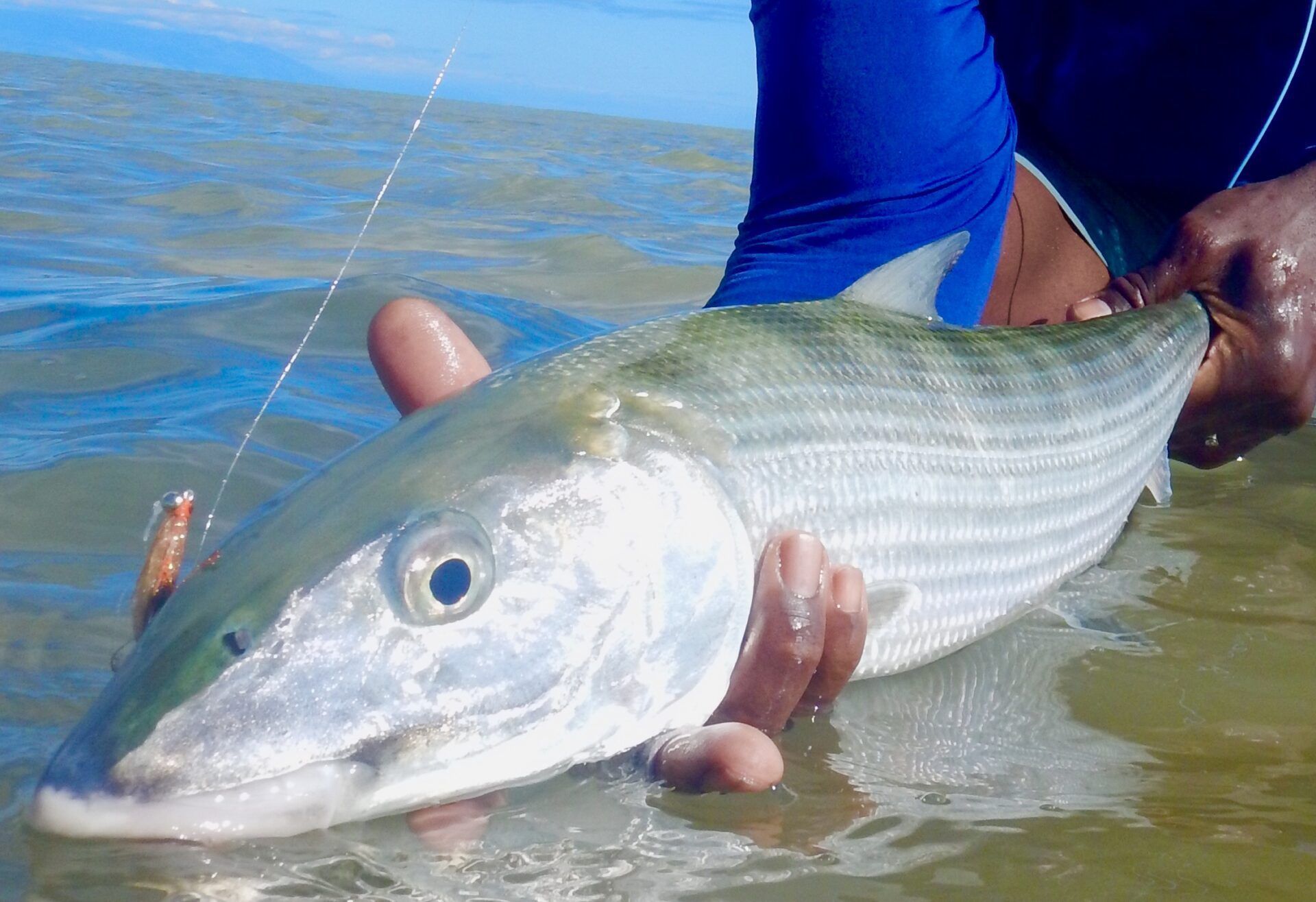 A person holds a large, silver fish with horizontal stripes in shallow, clear water.