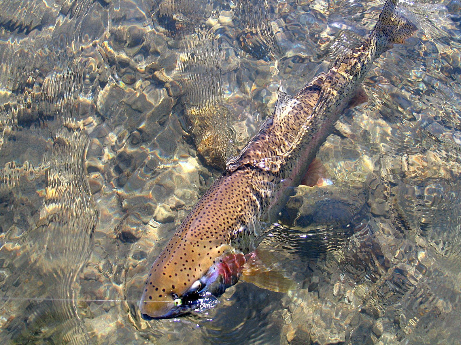 A brown trout with dark spots and a red underside swims in clear, shallow water over a rocky stream bed.