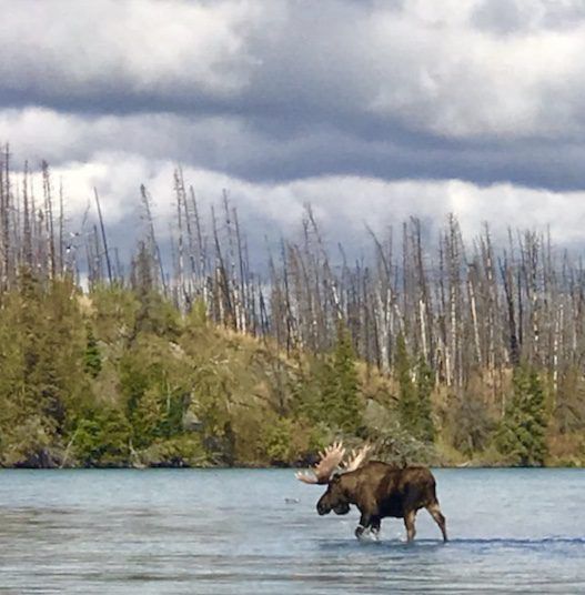 A bull moose with large antlers wades through calm blue water in front of a forest with many dead, grey trees.