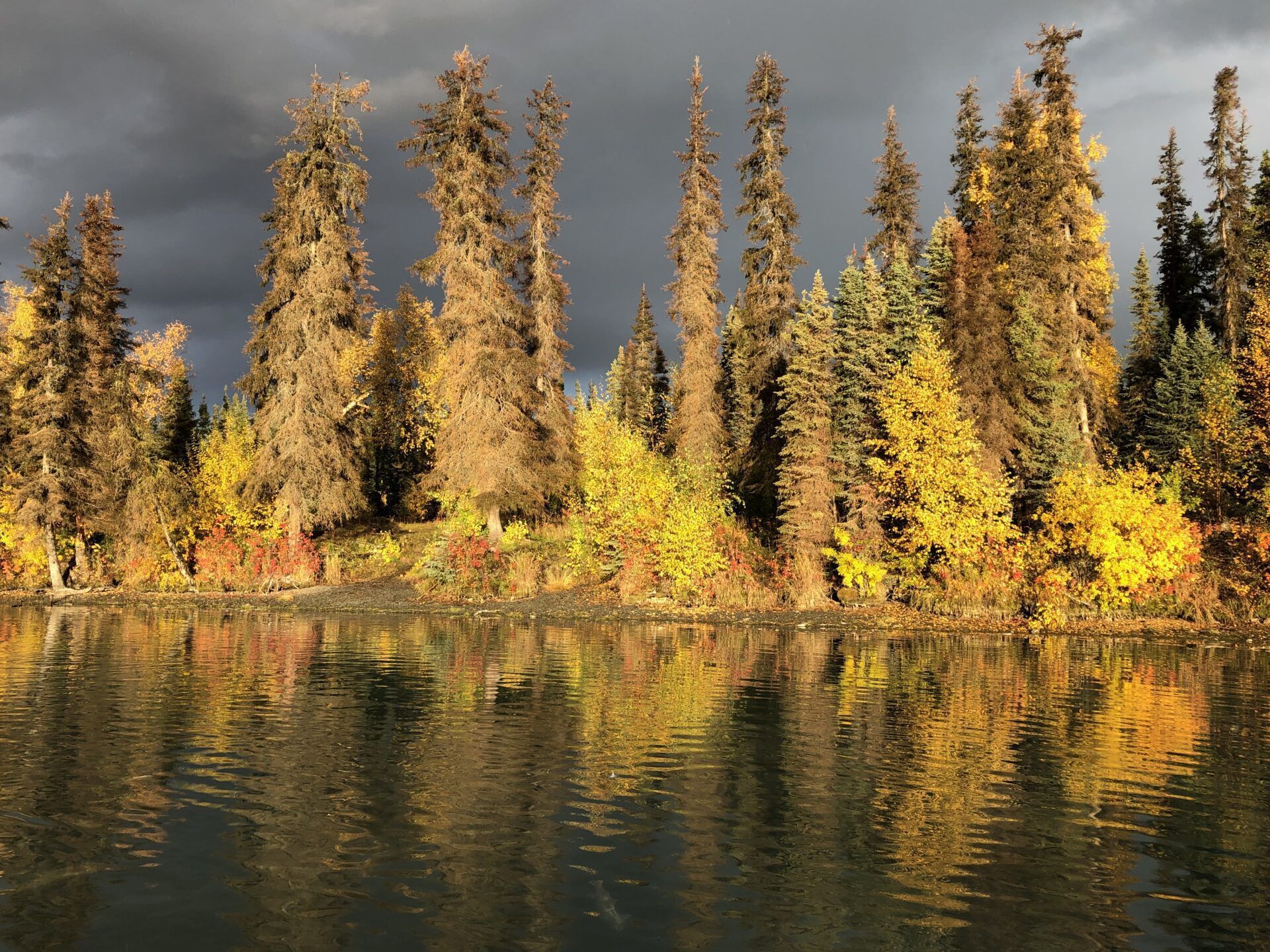 Autumnal trees with golden and green foliage reflected in a calm lake under a dark, stormy sky.