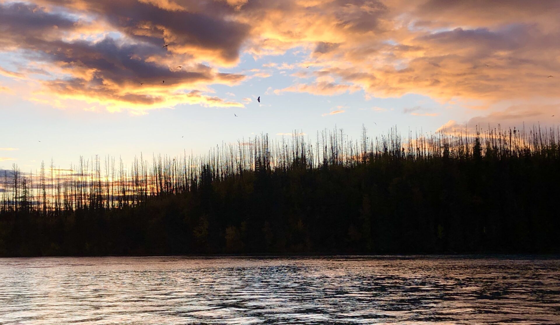 Sunset over a dark, dense forest bordering a rippling river, with golden-orange clouds filling the sky.