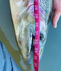 A large rainbow trout being measured with a pink tape measure held against its side while in the water.