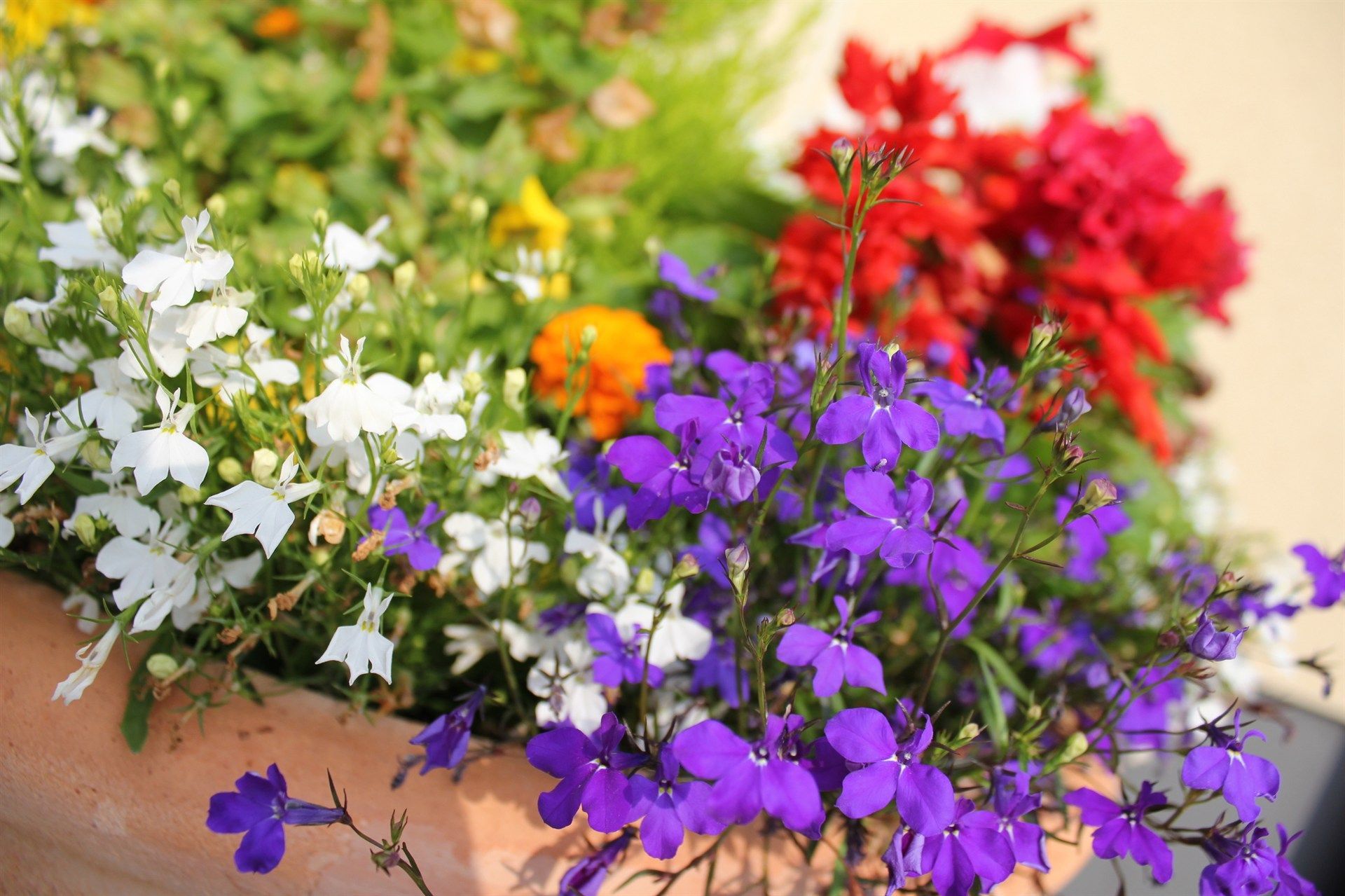 A planter filled with purple , white and red flowers