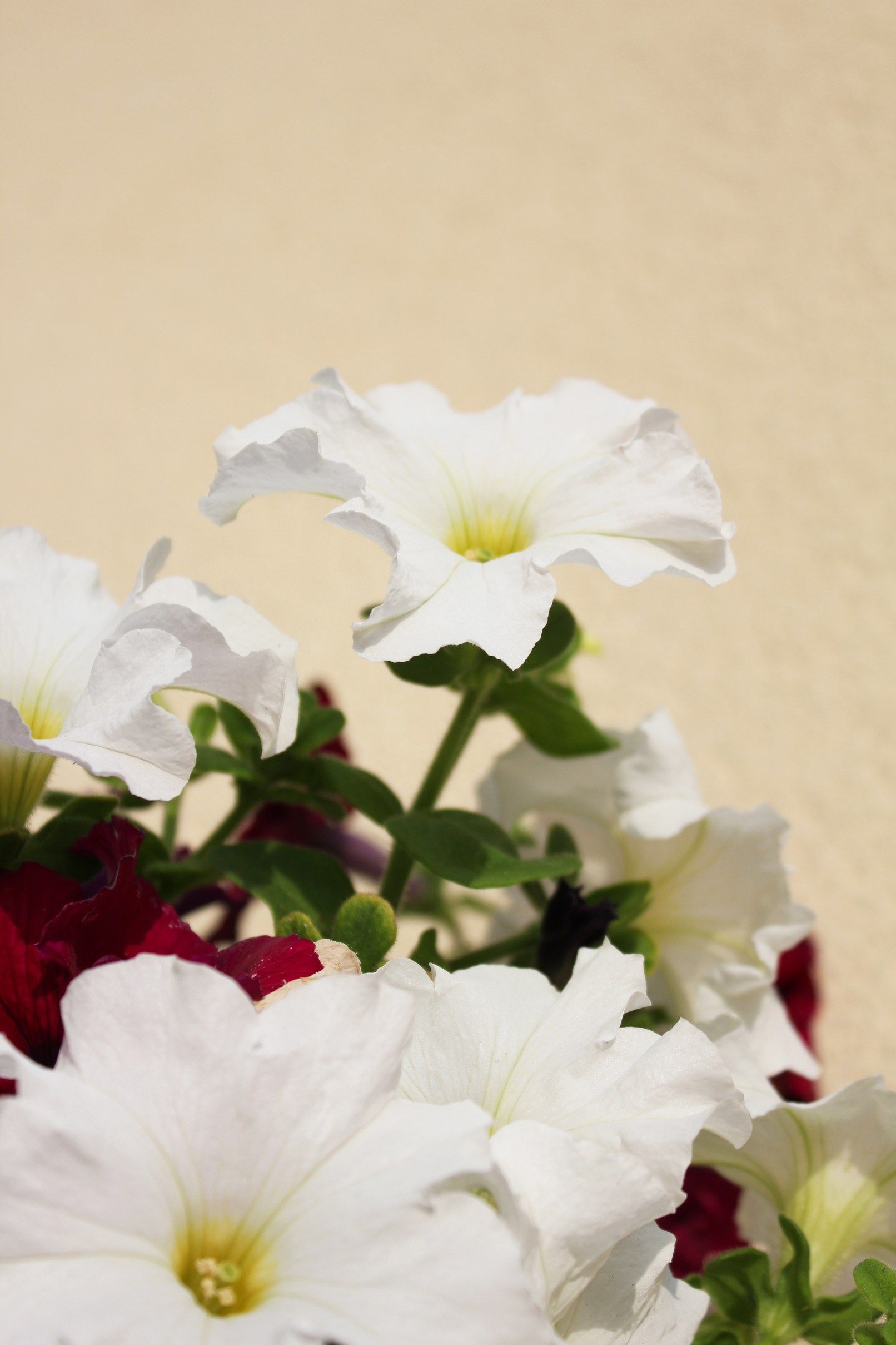A bunch of white flowers with a yellow center