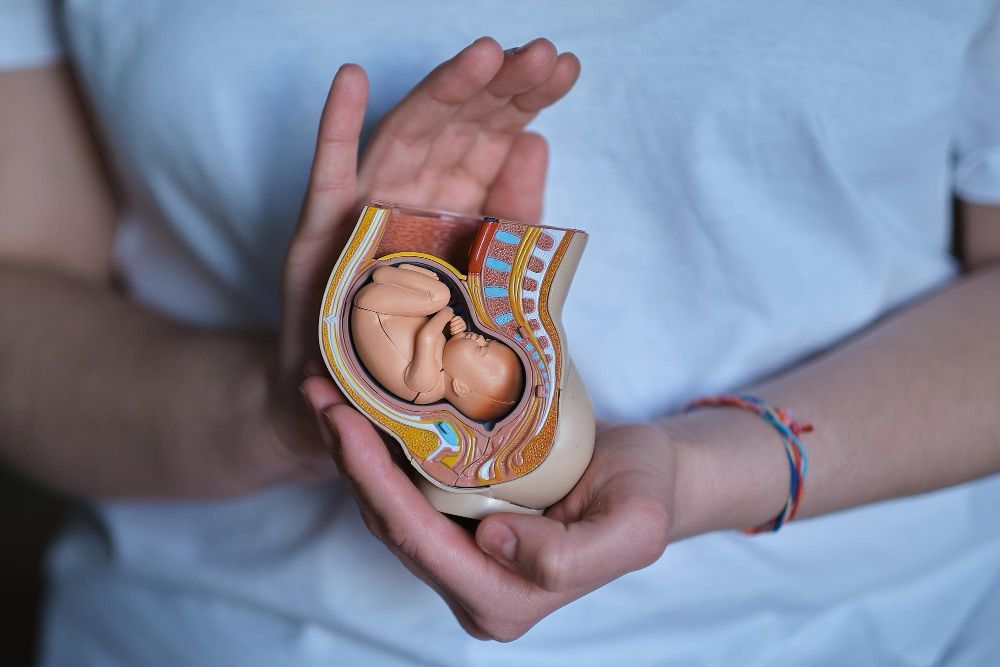 Hands cupped around a detailed anatomical model of a fetus in the uterus 