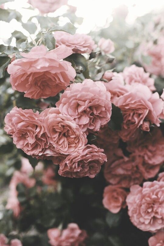 Um buquê de rosas cor-de-rosa crescendo em uma árvore