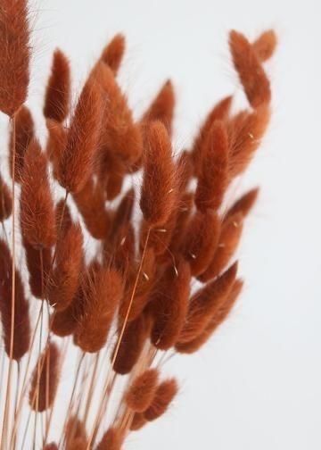 Um close de um buquê de flores marrons em um fundo branco
