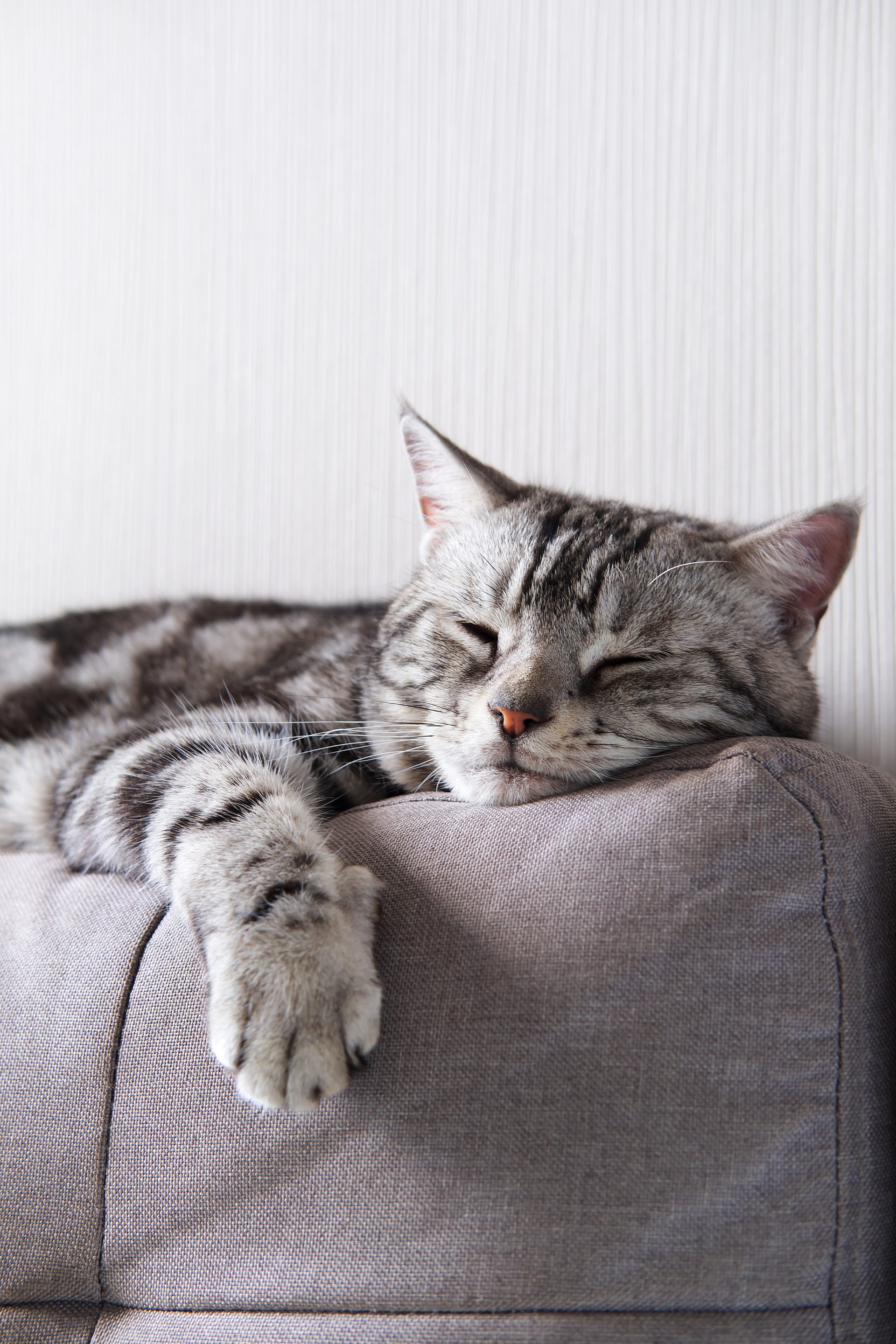 Sleeping gray tabby cat stretched over a cushion against a white wall