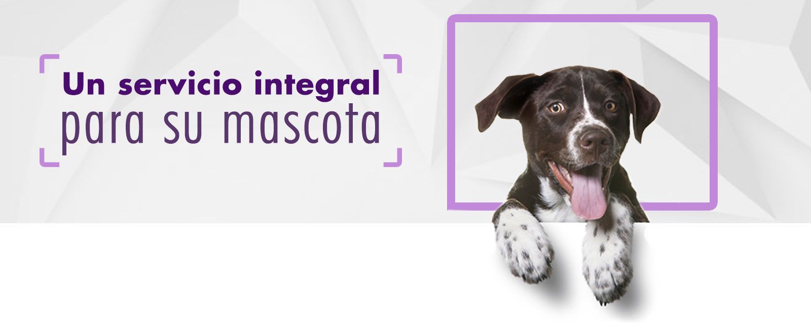 Clínica veterinaria en Río Gallegos