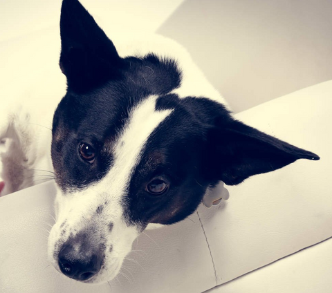 Bleecker Hotel Black-and-white dog with upright ears looking at the camera on a light-colored couch Bleeckers Choice