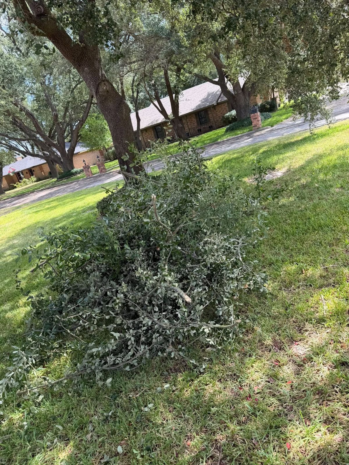 Bush in a grassy yard with trees and houses in the background