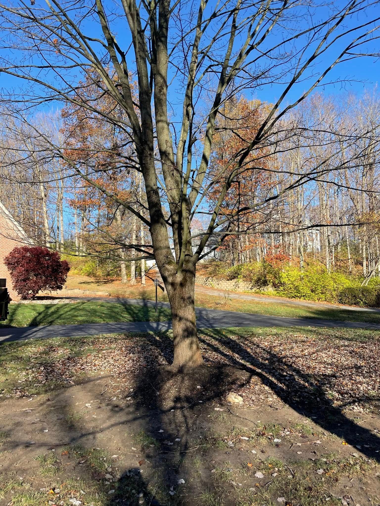 A tree with a lot of branches is in the middle of a yard.