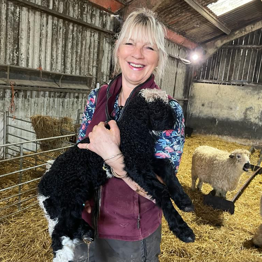 A woman is holding a black and white lamb in a barn.