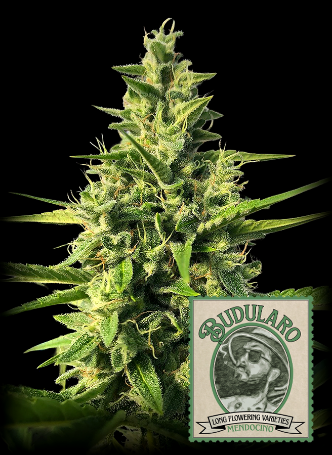 budularo cannabis nug