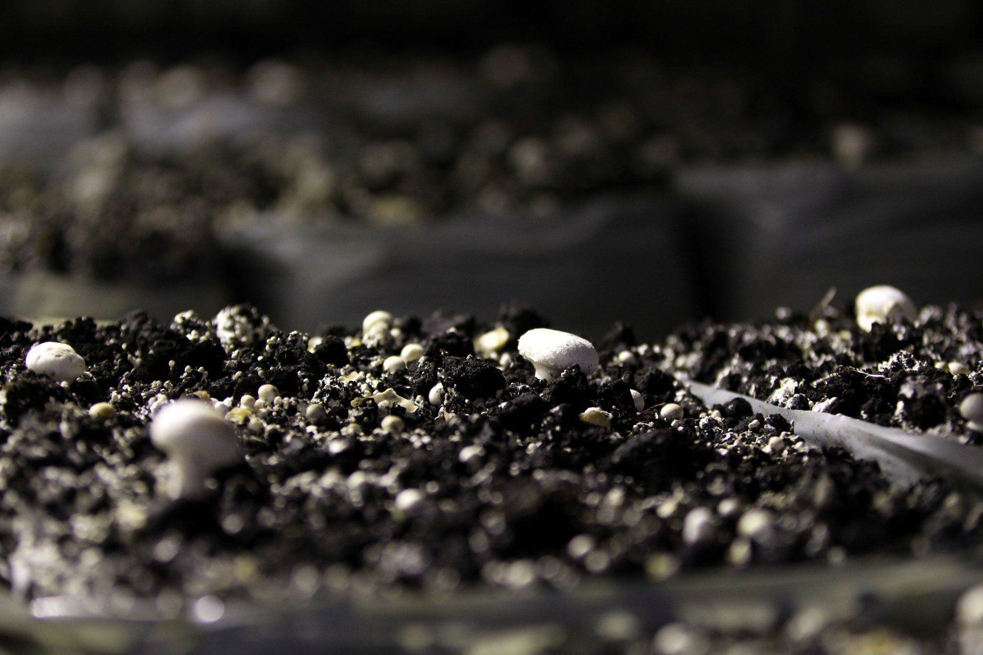Close-up of dark soil with small white pebbles, lit by sunlight.