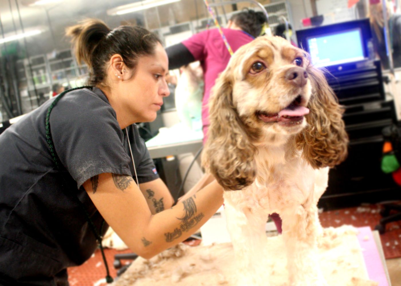 Pet Grooming & Boarding Muddy Paws Tulsa