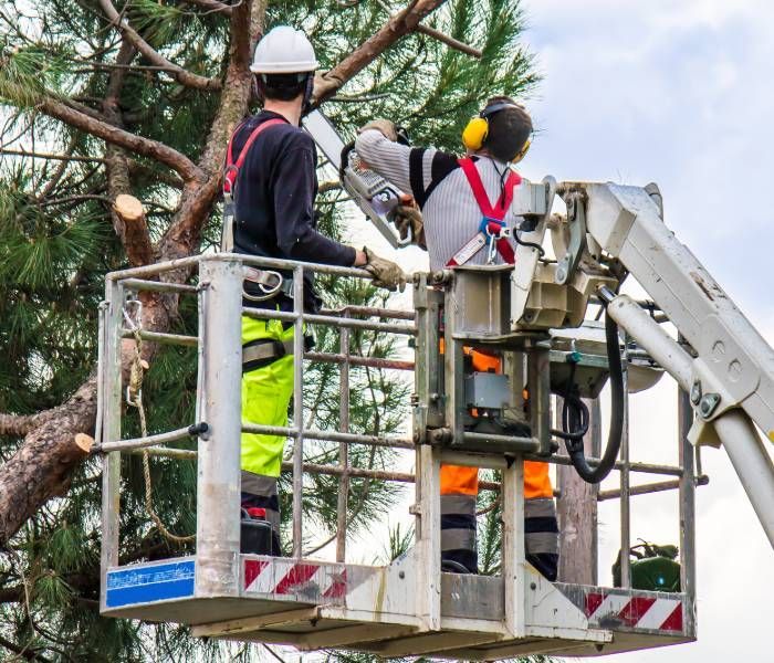 Commercial Tree Removal Service