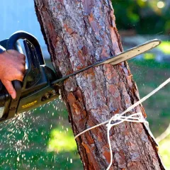tree trimming minneapolis