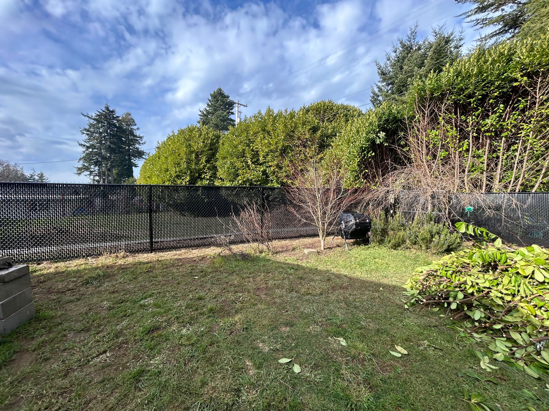 Sunny backyard with grass, black fence, and tall hedges under a blue sky