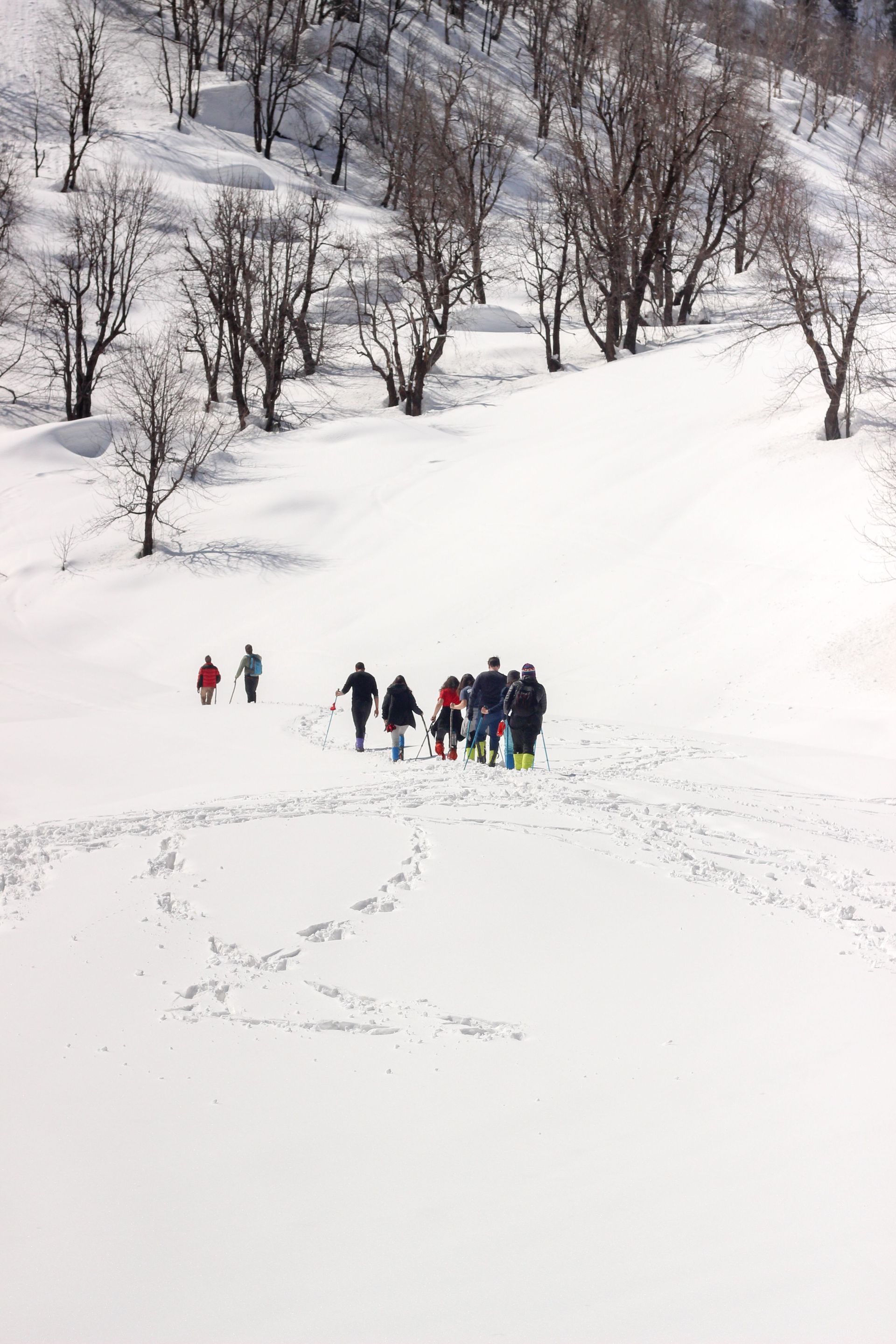 Small group of hikers in colorful jackets walking across a snowy hillside with bare trees.