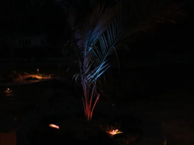 A palm tree lit up at night with blue and orange lights, set in a dark environment.