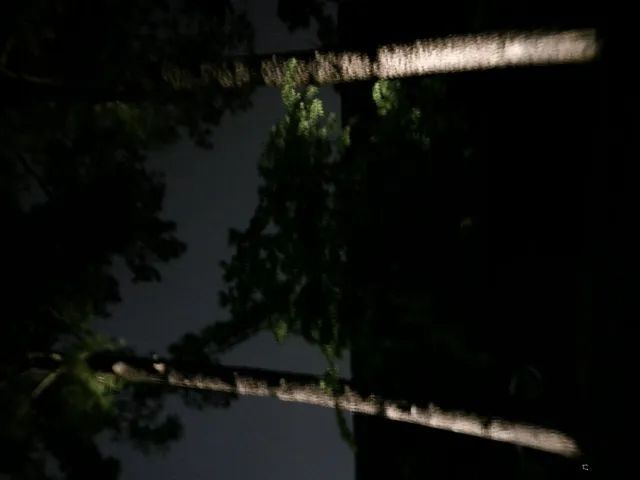 Palm tree trunks and foliage illuminated at night against a dark sky.