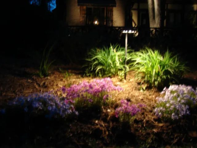 Flower bed illuminated by a spotlight at night; pink and white flowers in front of green foliage.