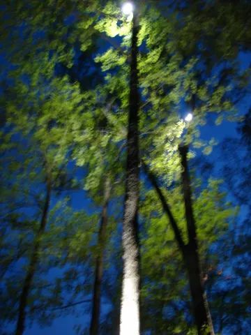 Tall tree trunks illuminated by spotlights against a dark blue evening sky. Green leaves at the top.