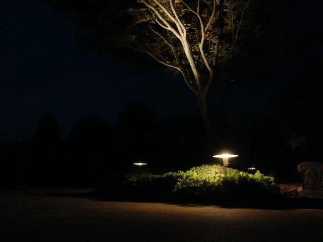 Nighttime landscape illuminated by ground lights, highlighting a tree and bushes. Dark asphalt path.