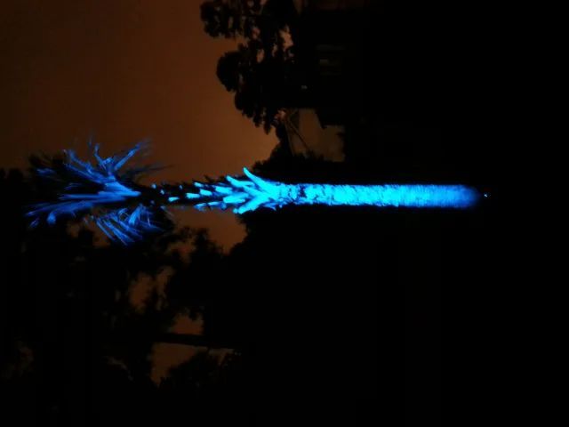 Blue glowing palm tree at night.