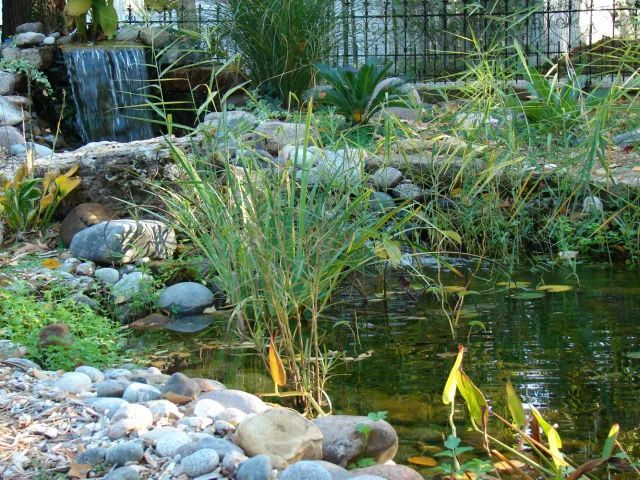 Small pond with waterfall, lush green plants, and rocks.