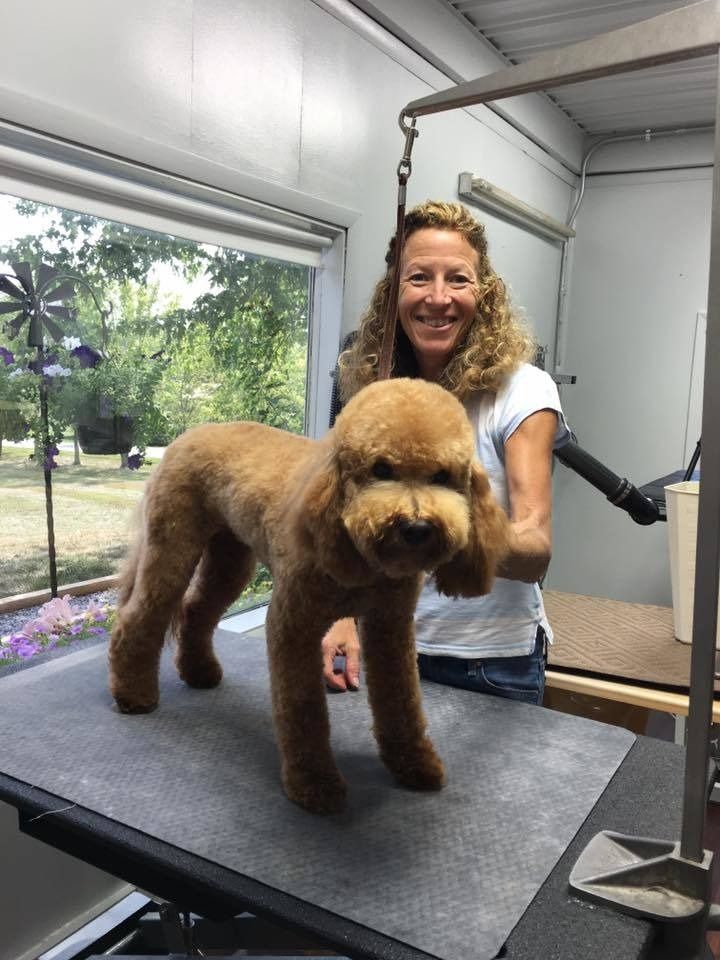 A person stands behind a neatly groomed, golden-brown doodle dog on a grooming table in a workshop.