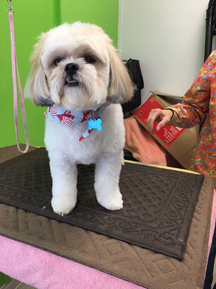 A white Shih Tzu with a holiday-themed bandana stands on a grooming table against a bright green wall.