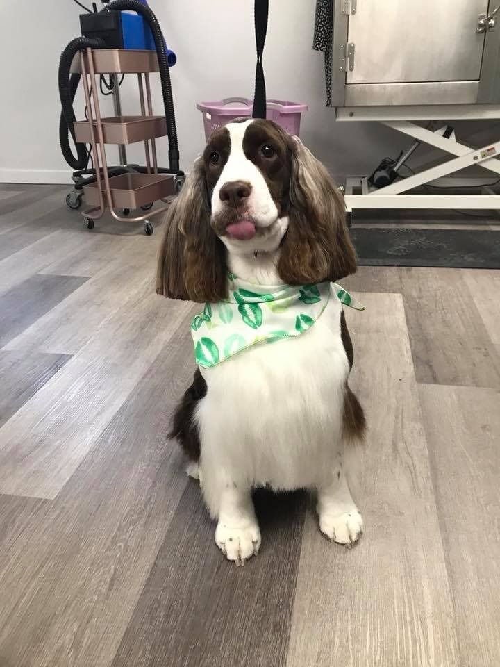 A brown and white spaniel with long ears wears a patterned green bandana, sitting and sticking its tongue out in a salon.