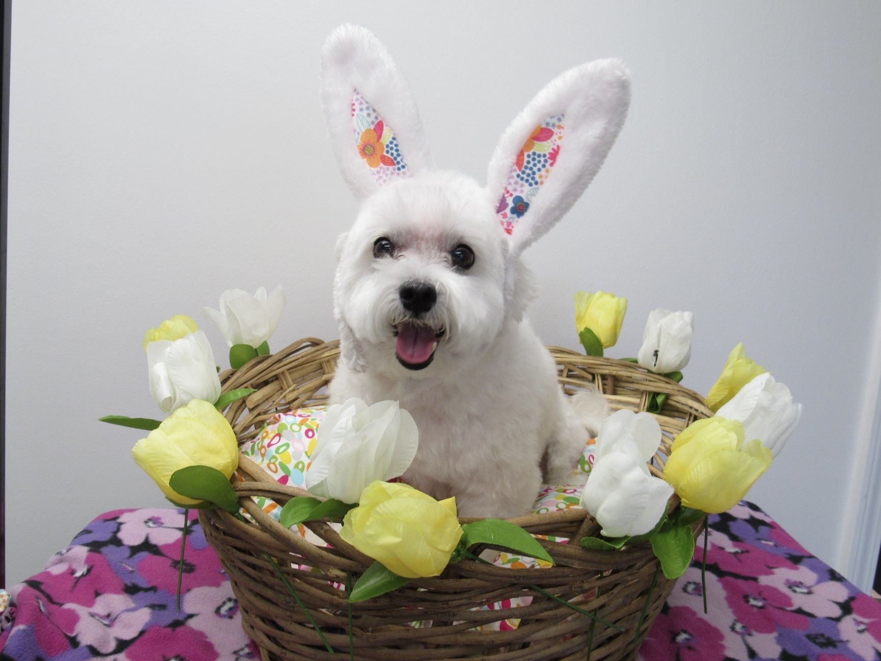 A white, fluffy dog wearing bunny ears sits in a wicker basket decorated with yellow and white flowers on a floral cloth.