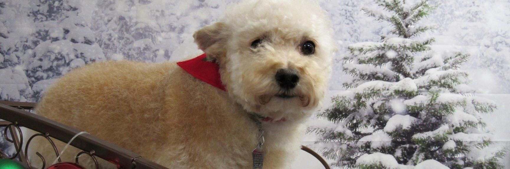 A light-colored dog with a red bandana around its neck sits in a sleigh against a snowy backdrop with a Christmas tree.