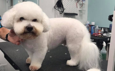 A freshly groomed white Bichon Frise stands on a grooming table while being held by a person.