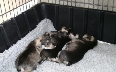 Three small puppies sleep huddled together on a soft gray blanket inside a dark plastic crate.