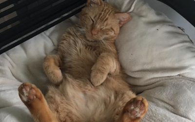 An orange tabby cat sleeping on its back on a soft, white cushioned bed.
