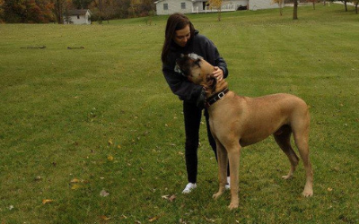A person in a dark hoodie stands in a grassy field, gently petting a large, tan Great Dane wearing a black collar.