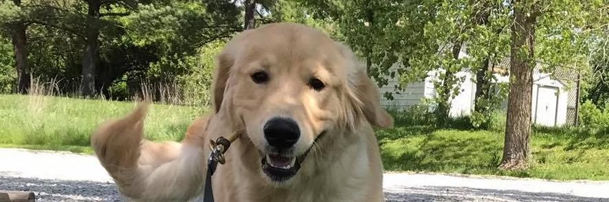 A smiling golden retriever rests on a gravel path outdoors on a sunny day, wearing a leash.
