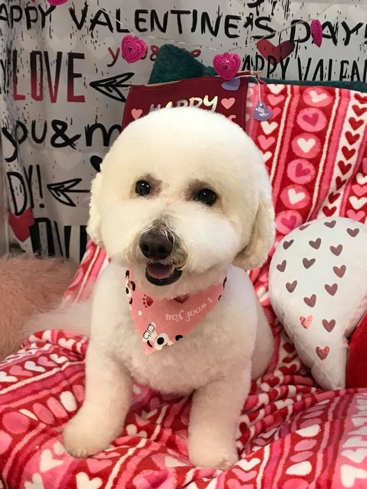 A fluffy white Bichon Frise-type dog wearing a pink heart-patterned bandana, sitting on a Valentine-themed blanket.