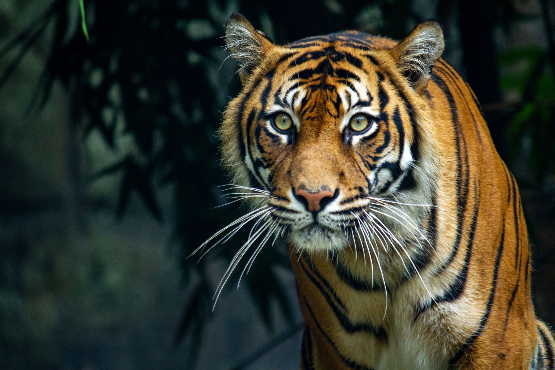 A Sumatran tiger gazes forward with focused eyes; orange fur with black stripes.